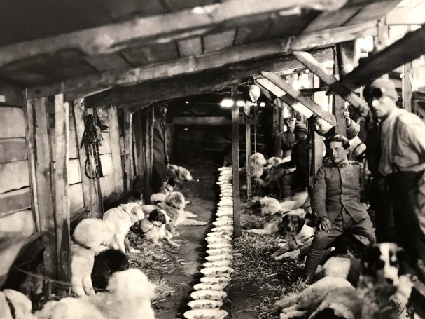 Historical black-and-white scene of farmers tending to pigs in a barn.