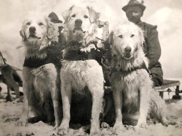 Three golden retrievers wearing harnesses sit beside a person in outdoor attire.